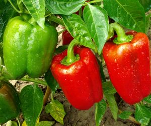 Rolnik rozdają paprykę za darmo! Ceny na skupie to dramat