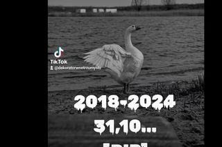 Nie żyje gęś Pipa