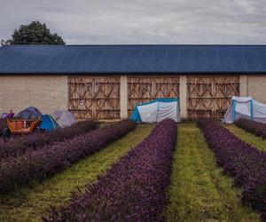 Rozbijanie namiotów na polu lawendy pod Siedlcami będzie można rozpocząć od 18.00 20 lipca