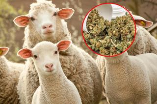 Owce zjadły 300 kg marihuany! Skakały wyżej niż kozy