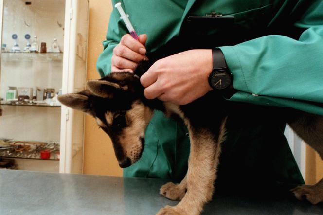 Zwierzę nie wybiera kiedy choruje, więc szczecińscy radni pytają o całodobowego weterynarza