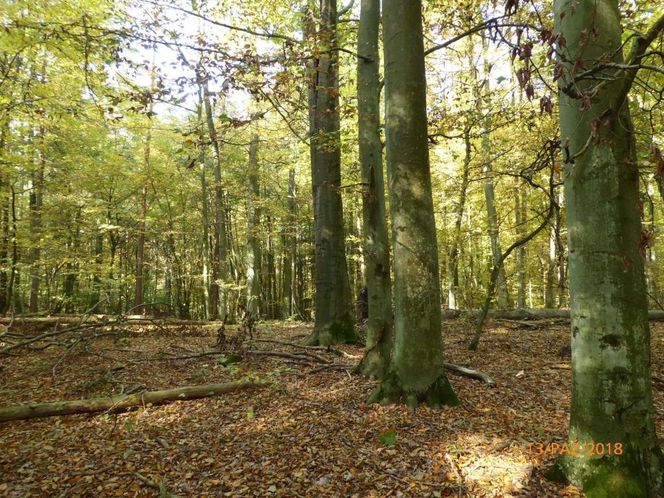 Szlak na Górę Dębową zachwyca jesienią. Rosną tam 100-letnie drzewa