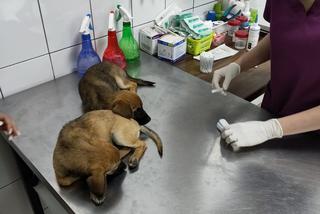 Pojechali na wakacje, uratowali pieski