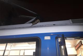 Pracownicy MPK ratowali... sowę! Motorniczy zauważył ją na dachu tramwaju