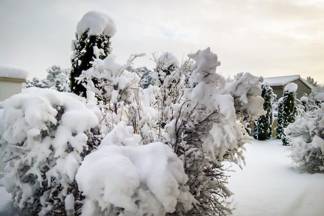 Śnieg w ogrodzie