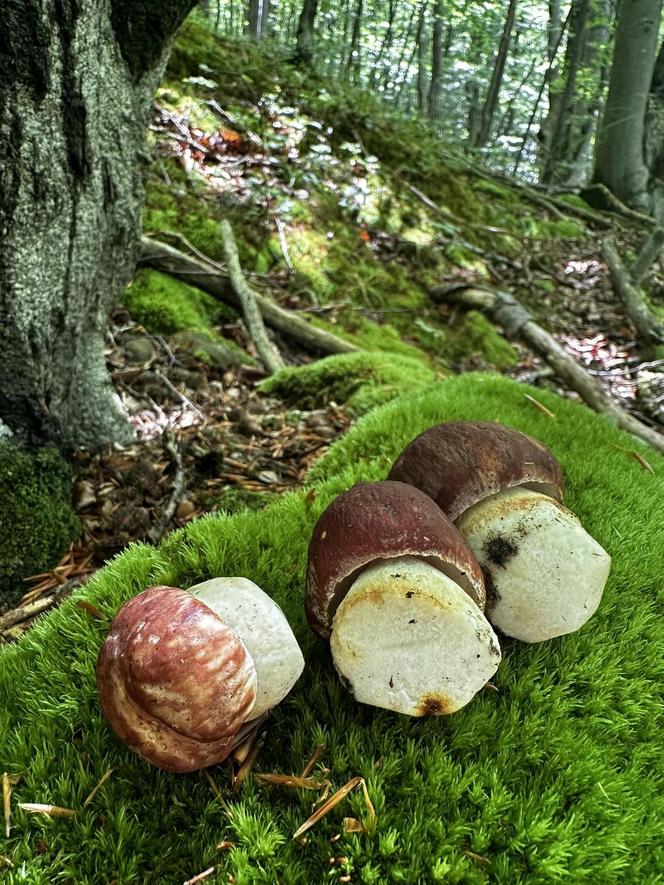 Bieszczady zasypane grzybami