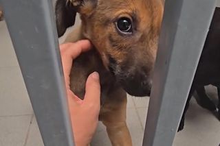 Tylko w jeden weekend trafiło tutaj prawie 30 zwierząt. Niechlubny rekord we Wrocławiu 