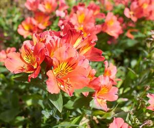 Alstroemeria