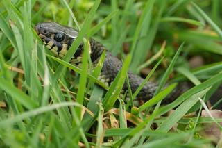 Patrz pod nogi. Z zimowego snu obudziły się żmije i zaskrońce