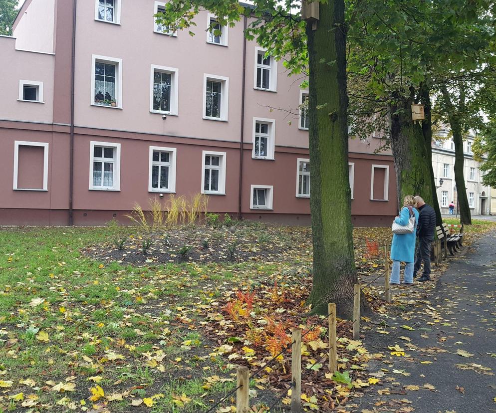 Rośliny posadzone, brakuje tylko kilku elementów. Skwer Kuźniaka w Lesznie prawie gotowy