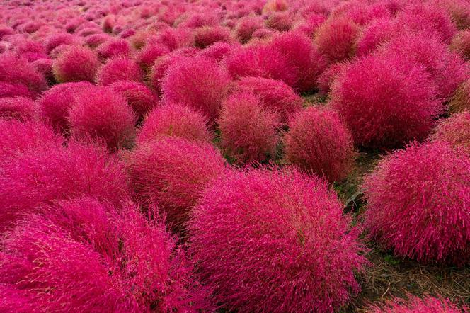 Mietelnik (Kochia Scoparia)