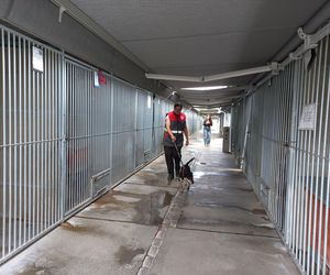 ​W schronisku dla zwierząt w Henrykowie koło Leszna montują markizy. Dadzą psom cień w gorące dni