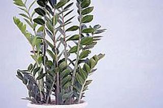 Zamiokulkas (Zamioculcas zamiifolia)
