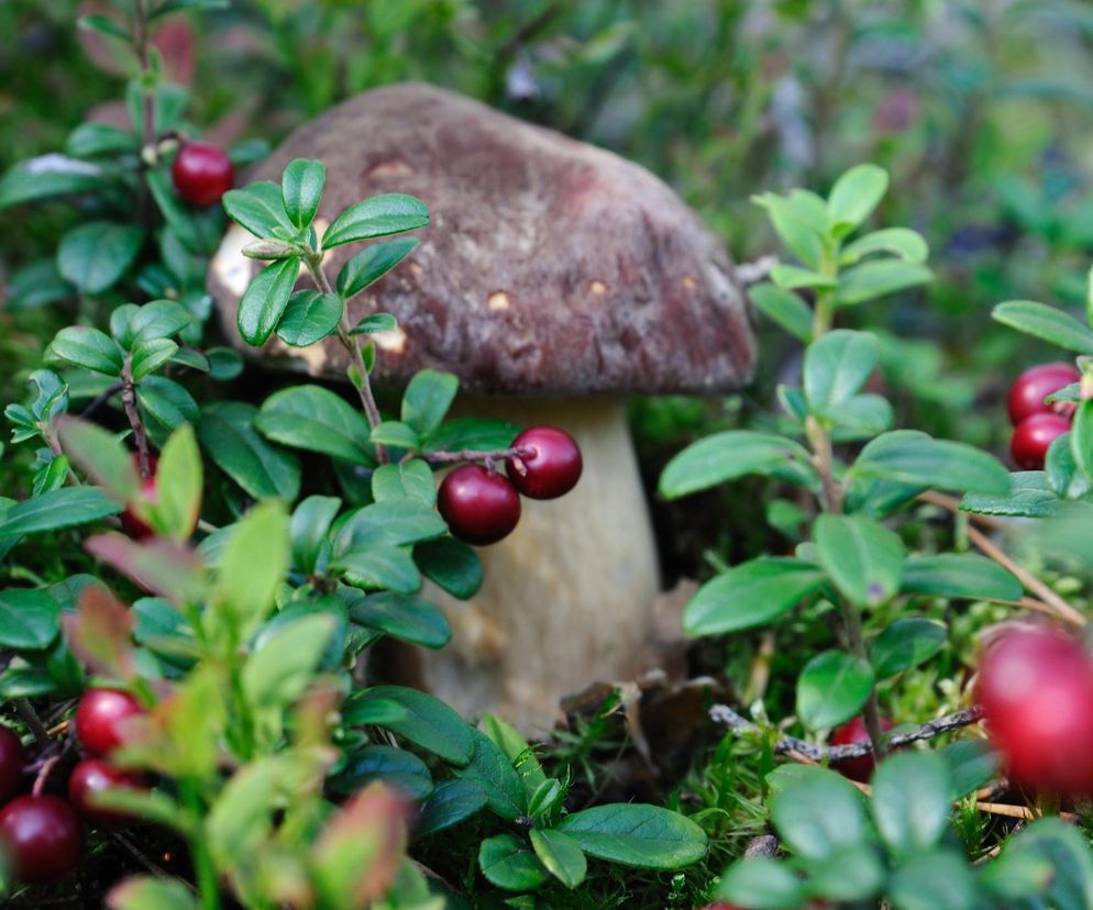 Duży borowik szlachetny z brązowym kapeluszem i jasnym trzonem rosnący w zielonym mchu leśnym, otoczony krzewinkami borówki brusznicy z czerwonymi owocami. To jeden z najzdrowszych grzybów, o których przeczytasz więcej na Poradnik Zdrowie.