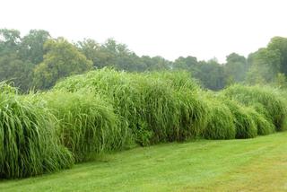 Żywopłoty z traw ozdobnych - dobry pomysł na zielone osłony w ogrodzie