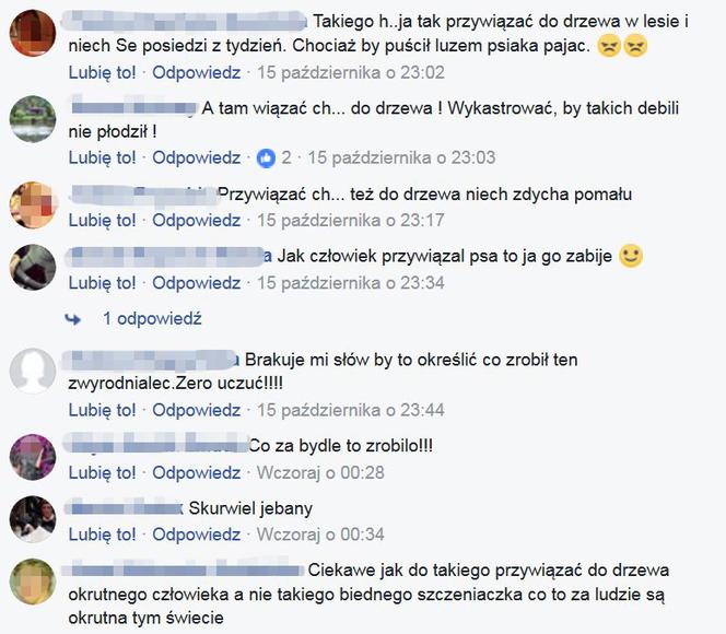  Przywiązali psa do drzewa. Internauci szukali okrutnych właścicieli szczeniaka