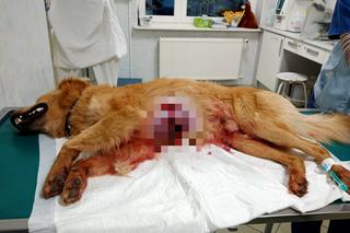 Myśliwy zastrzelił psa