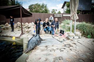 FOKI NIE CHCĄ  DAĆ SIĘ ZBADAĆ.