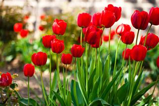 Co zrobić z małymi cebulkami tulipanów, czyli rozmnażanie tulipanów