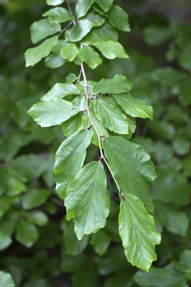 Parocja perska - Parrotia persica