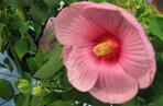 Ketmia 'Mauvelous'