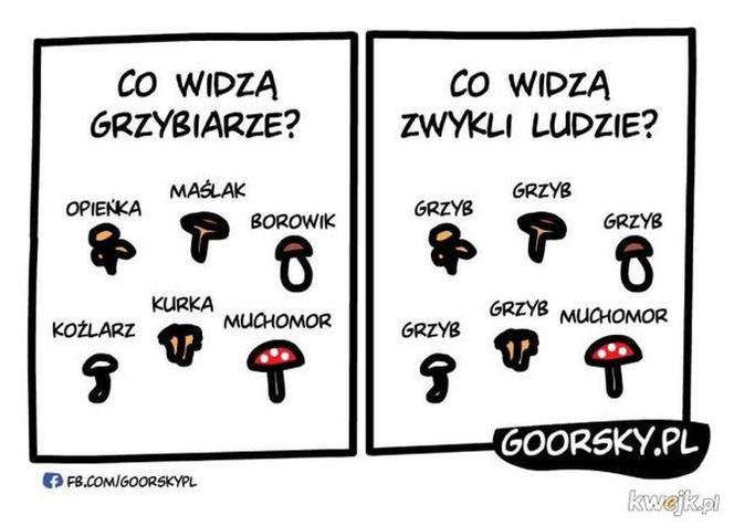 Nóż się w kieszeni otwiera i Janusz i szykuje się na grzyby! MEMY o grzybobraniu [GALERIA]
