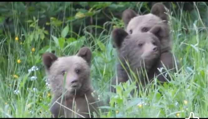 Misie trojaczki bawią się w chowanego