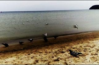 Ptaki na gdyńskiej plaży [ZOBACZCIE NASZE ZDJĘCIE DNIA!]