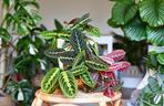Maranta