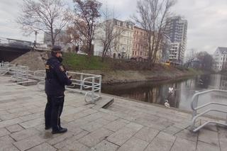Zbłąkany łabędź wybrał się na spacer po jarmarku we Wrocławiu. „Szukał świątecznego nastroju”