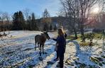 Szok w Szklarskiej Porębie. Ktoś zastrzelił jelenia na prywatnej posesji, był atrakcją miasta