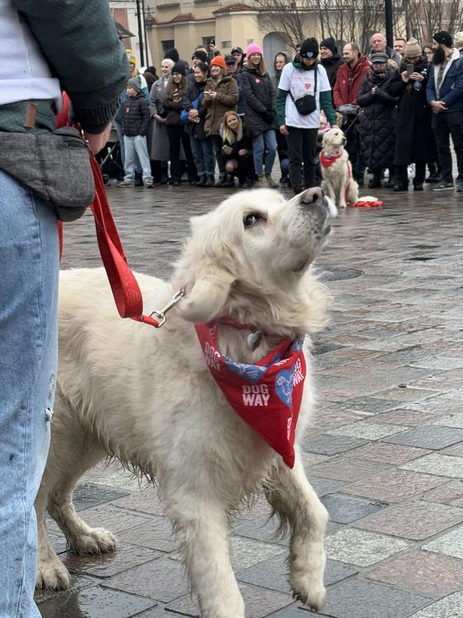 Golden Retriever WOŚP w Poznaniu