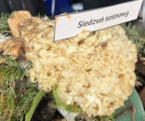 Plac Litewski zamienił się w las pełen grzybów