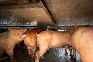 180 świń było przewożonych w niebezpiecznych warunkach