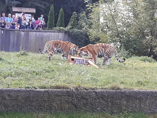 Dzień drapieżnika w łódzkim zoo