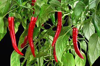 Papryka chili – uprawa papryczki chili w doniczce na balkonie i w ogrodzie