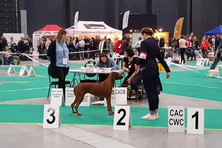 Tysiące psów i odwiedzających. II Międzynarodowa wystawa Psów Rasowych odbyła się w Bydgoszczy