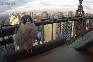 Franek i Giga: Transmisja