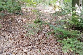 Góry Wierzejska pod Kielcami będzie nowym rezerwatem