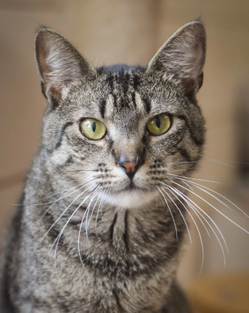 Kot do adopcji w zielonogórskim schronisku