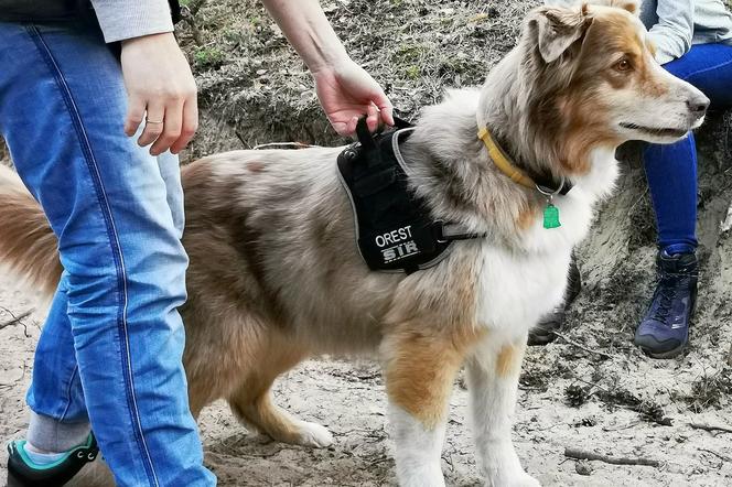 Psy ratownicze w ostrowskiej grupie poszukiwawczo-ratowniczej SIR