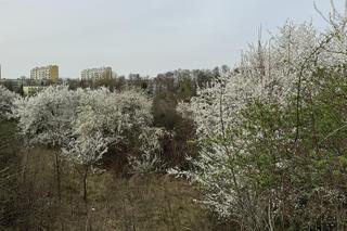 Wiosna w Lublinie rozkwitła kolorami! 