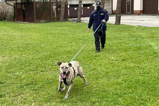 Pies w straży miejskiej