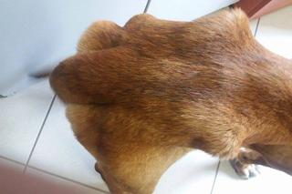 Egona właściciele porzucili w środku lasu