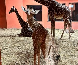 Żyrafa Lilo urodzona w chorzowskim zoo