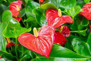 Jak podlewać anturium? Poznaj ważne zasady podlewania anturium w doniczce