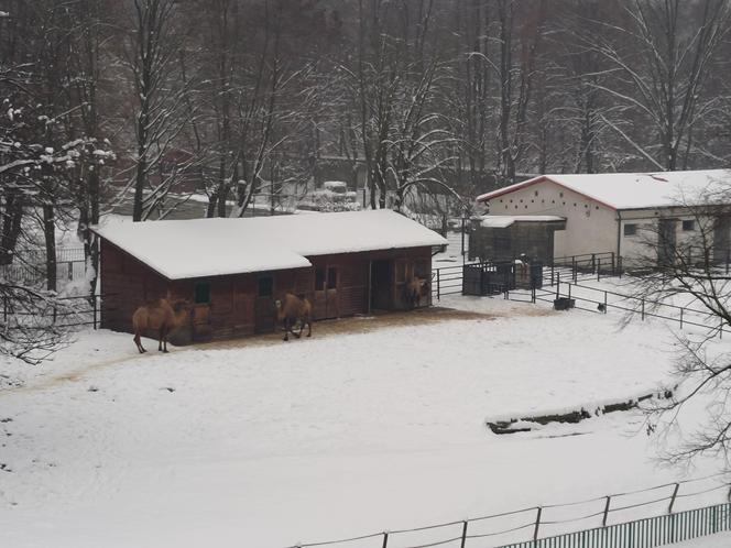 Nad Zoo w Chorzowie kursuje nowa "Elka" - fotki z pierwszego przejazdu nowej linii kolejki w Parku Śląskim