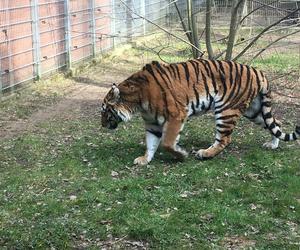 Sprawdziliśmy, jak tygrysica z Myślęcinka radzi sobie po śmierci Altaja. Dyrektorka ogrodu: są nadzieje na potomstwo