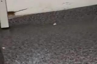 Mysz na komisariacie