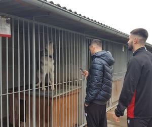 ​Szczeniak i kot znalazły nowy dom. To pierwsze efekty sobotniej akcji Bieg + 4 Łapy koło Leszna